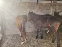 Cavalo, Cavalos — foto 2