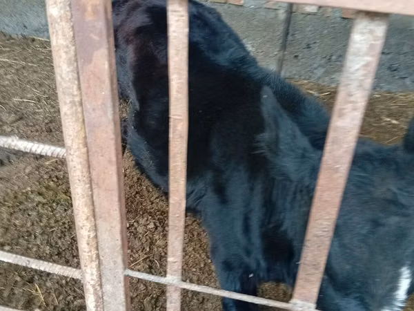 Bull, Swiss cattle