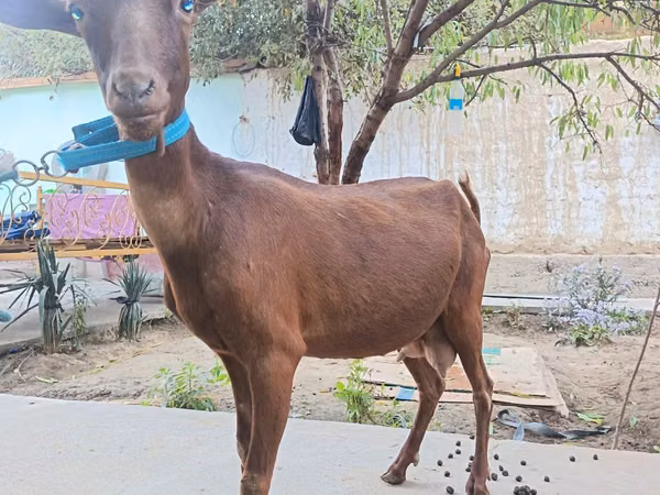 Kambing betina, Murcia-Granada goats