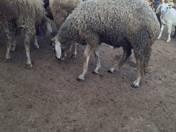 Ram, Baerchuke sheep