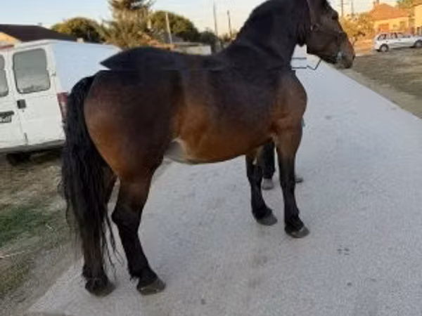 مادیان, Hungarian horse breed