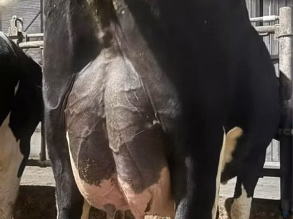Cow, Holstein breed — Poland