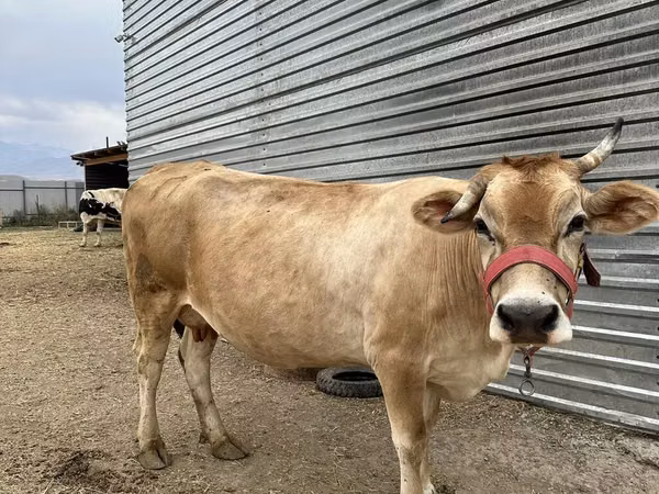 Cow, Swiss cattle — Kyrgyzstan