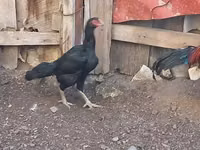 Chickens — foto 2