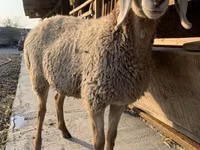 نعجة, Arashan sheep — الصورة 6