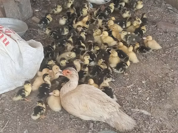 Ducks — Азербайджан