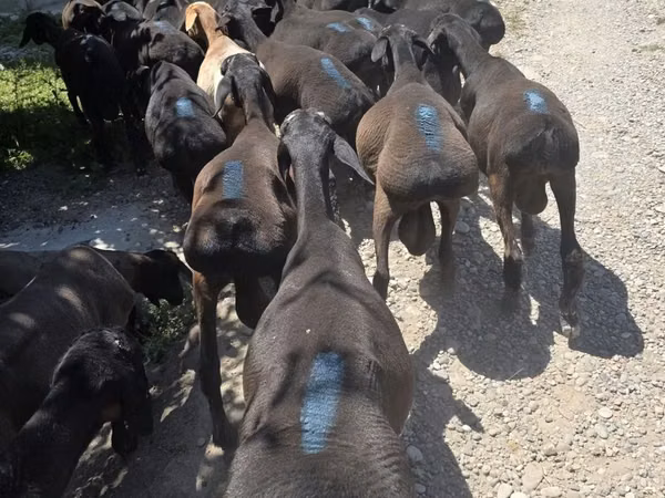 Ram, Rhon sheep — Uzbekistan