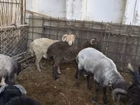 بز (گروه، جنسیت مشخص نشده), بز — عکس 7