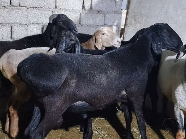 Ram, Sheep — Uzbekistan