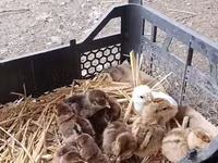 Chickens — fotografija 4