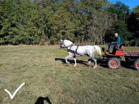 Kısrak, Lipizzaner — foto 2