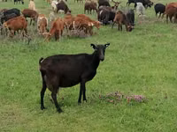 Goat, Goats — photo 3