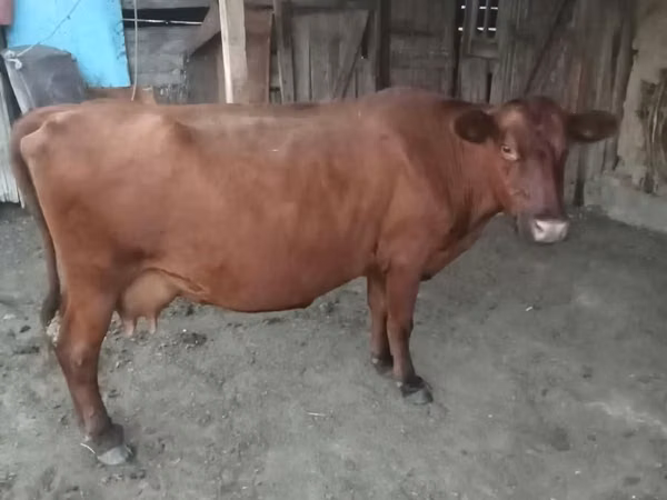 Cow, Red Polled Cow — Kazakhstan