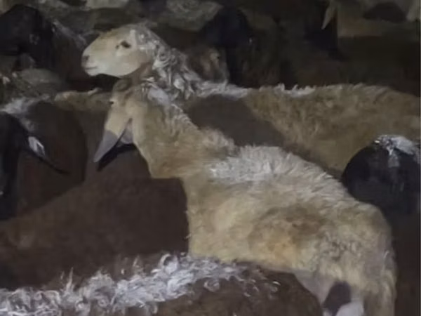 Ram, Sheep — Kazakhstan