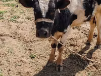 گاو نر, Russian Black pied cattle — عکس 2