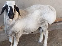 公羊, Sheep — 照片 1