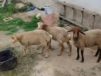 Sheep, Sheep — photo 3