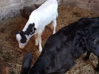 Koe, Limousin koe — foto 4