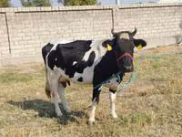 Cow, Russian Black pied cattle — photo 7