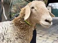 Owca, Arashan sheep — zdjęcie 4