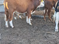 公牛, Cattle — 照片 3