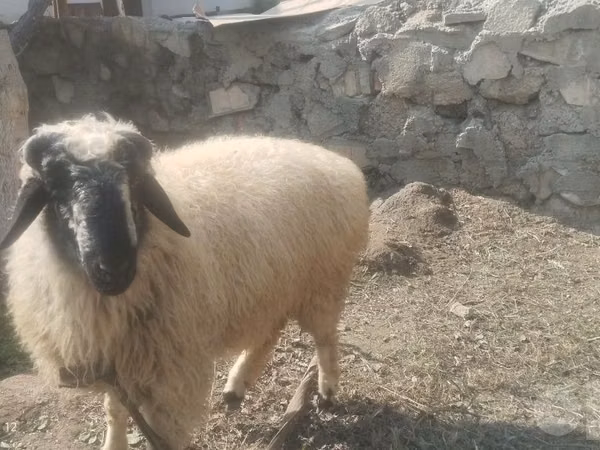 Ram, Blackheaded Persian sheep — Uzbekistan