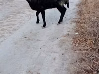 Ram, Sheep — photo 1