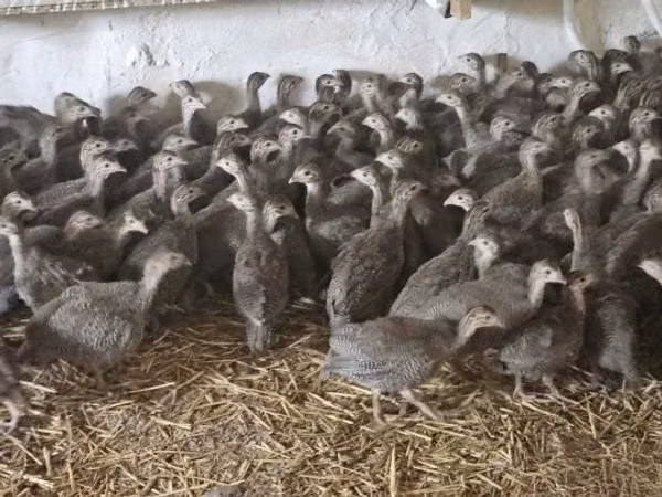Guinea fowl