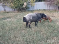 公羊, Sheep — 照片 1