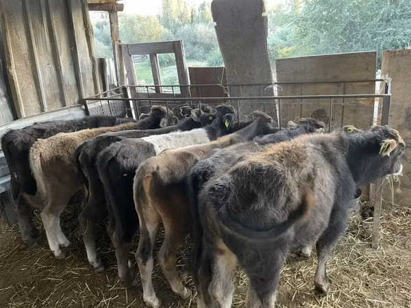 Bull, Cattle — Kyrgyzstan