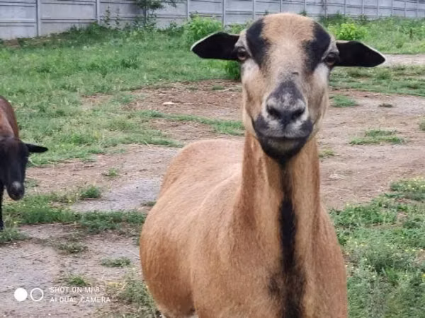 Schafe (Partie, Geschlecht nicht angegeben), Cameroon sheep