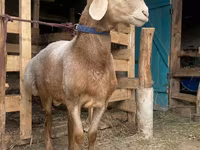 Ovan, Arashan sheep — fotografija 5