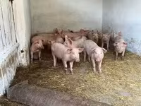 Scrofa — foto 1