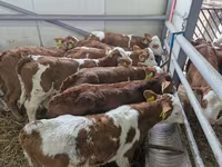 โคเนื้อ (เป็นล็อต, ไม่ระบุเพศ), Simmental cattle — รูปภาพ 1