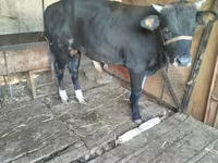 Lembu jantan, Cattle — foto 1