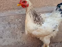Brahma — Foto 4