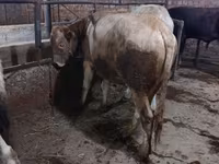 Bulle, Swiss cattle — Foto 3