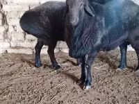 Ram, Edilbay sheep — photo 3
