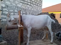 Echki, Saanen goat — 1-rasm