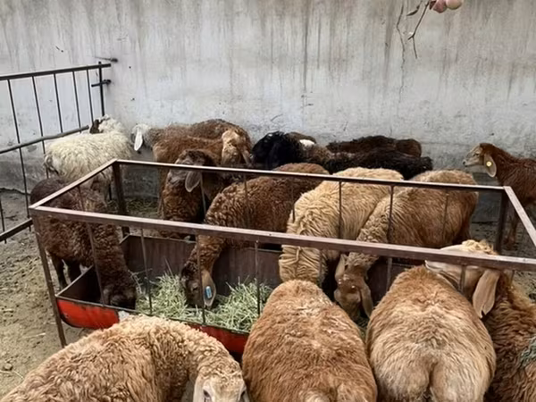 Pecora, Pecore — Kirghizistan