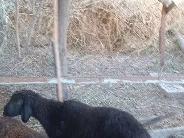 Beran, Ovce