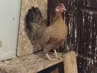Chickens — الصورة 2
