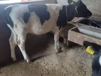 Ko, Russian Black pied cattle — foto 2