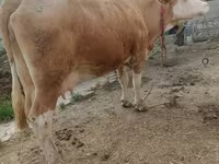 گاو ماده, Simmental cattle — عکس 5