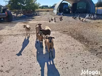 Ovce, Cameroon sheep — foto 2