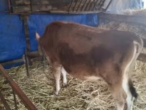 Cow, Jersey breed