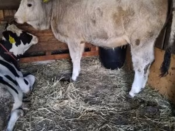 Kuh, Simmental cattle