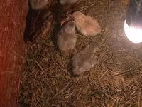 Chickens — ፎቶ 3