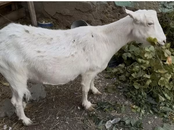 თხა, თხები