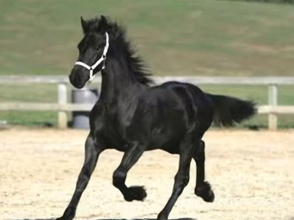 اسب نر, Friesian